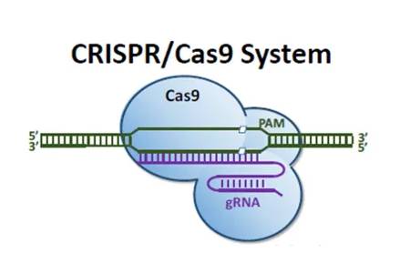 Demeetra - Blog - CAS-CLOVER: The clean alternative to CRISPR/Cas9 for bioprocess - Figure 5