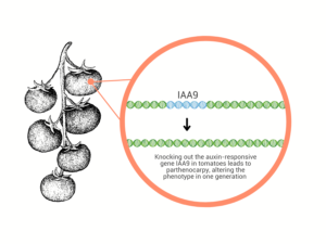 Demeetra - Blog - Seedless Fruit Production With Gene Editing - Figure 2