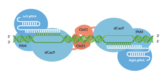 Demeetra - Blog - Gene Editing for Long-Lasting Fresh Tomatoes - Figure 2