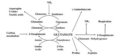 Demeetra - Blog - The Significance of Genetically Modifying Glutamate in Plants - Figure 1