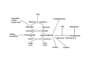 flow chart about genetically modifying glutamate plants (500 x 350)