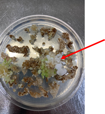 phytoene desaturase (PDS) gene in Tobacco (green, pale mixed, and white shoots)