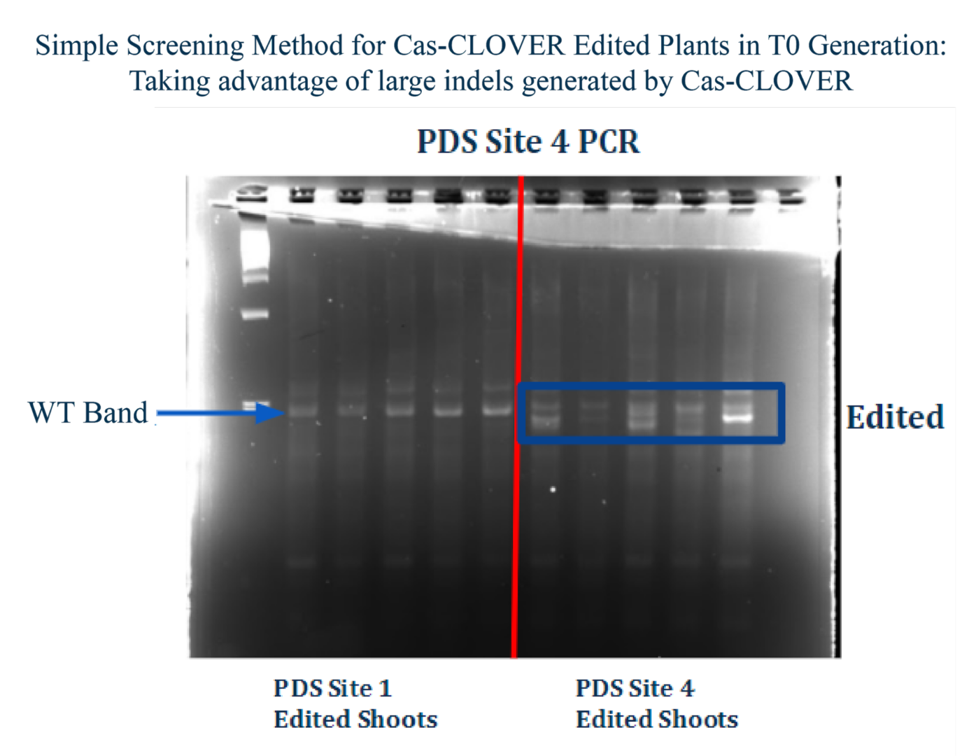 Cas-CLOVER in PDS Site 1 and Site 4 edited plants