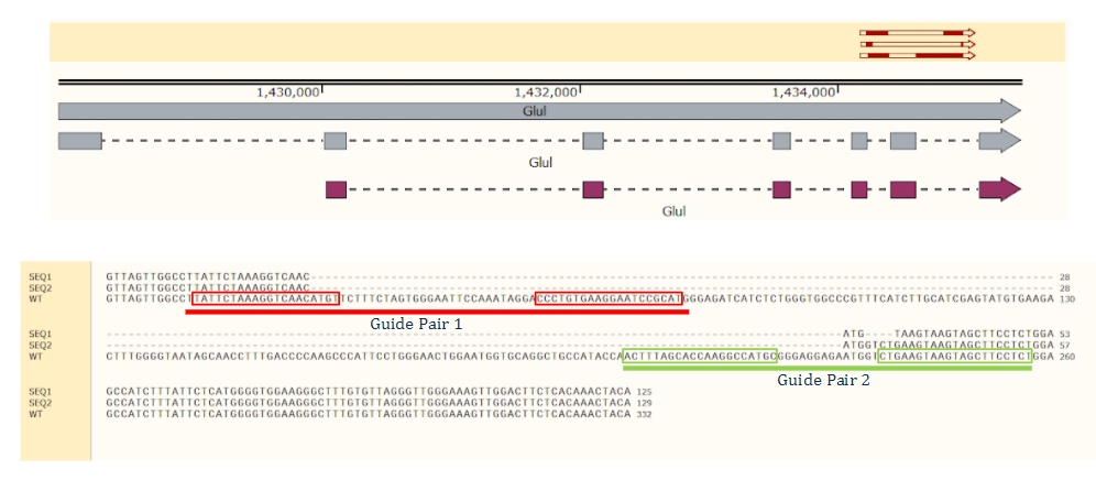 diagram showing full exon deletion in 17.9% of the population