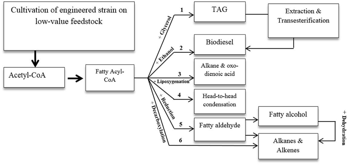 flow chart: potential routes to several FA-based biofuels