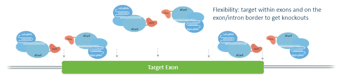 diagram showing target exon