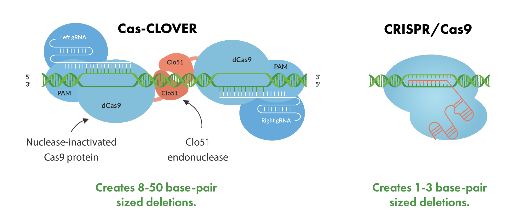 difference of created base-pair sized deletions between Cas-CLOVER and CRISPR/Cas9