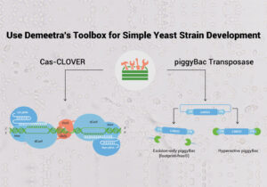 a chart explaining Cas-CLOVER and piggyBac Transposase titled “Use Demeetra’s Toolbox for Simple Yeast Strain Development” (1370 x 1024)