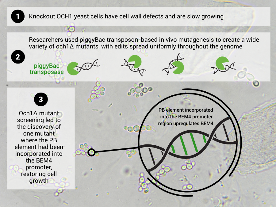 Demeetra - Blog - Glyco-Engineering of Yeasts for Biotherapeutics Production Using piggyBac - Figure 1