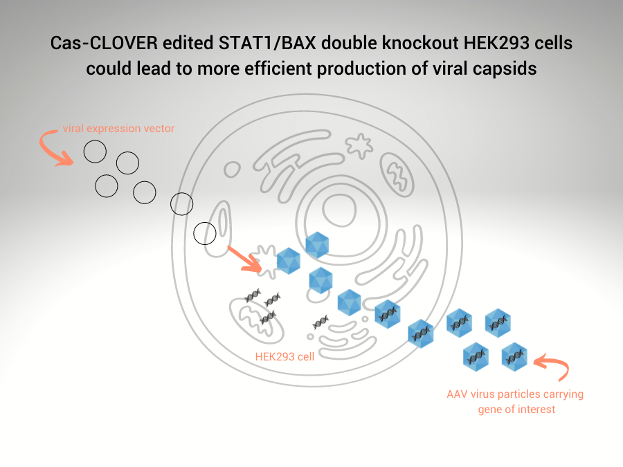 Demeetra - Blog - Cas-CLOVER Gene Editing of HEK293 Cells: A Better Investment Than CRISPR For Commercial Gene Therapy and Vaccine Bioprocessing - Figure 1