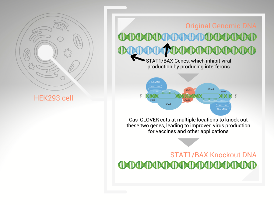 Demeetra - Blog - Cas-CLOVER Gene Editing of HEK293 Cells: A Better Investment Than CRISPR For Commercial Gene Therapy and Vaccine Bioprocessing - Figure 4