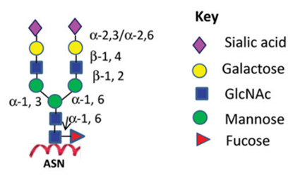 Demeetra - Blog - Glycoengineering strategies for improved biologics manufacturing in mammalian cells using Cas-CLOVER - Figure 1