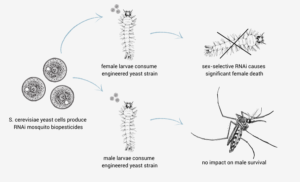 Demeetra - Blog - RNAi Biopesticide Manufacturing in Gene Edited Heat-killed Yeast for Insect Control - Figure 1