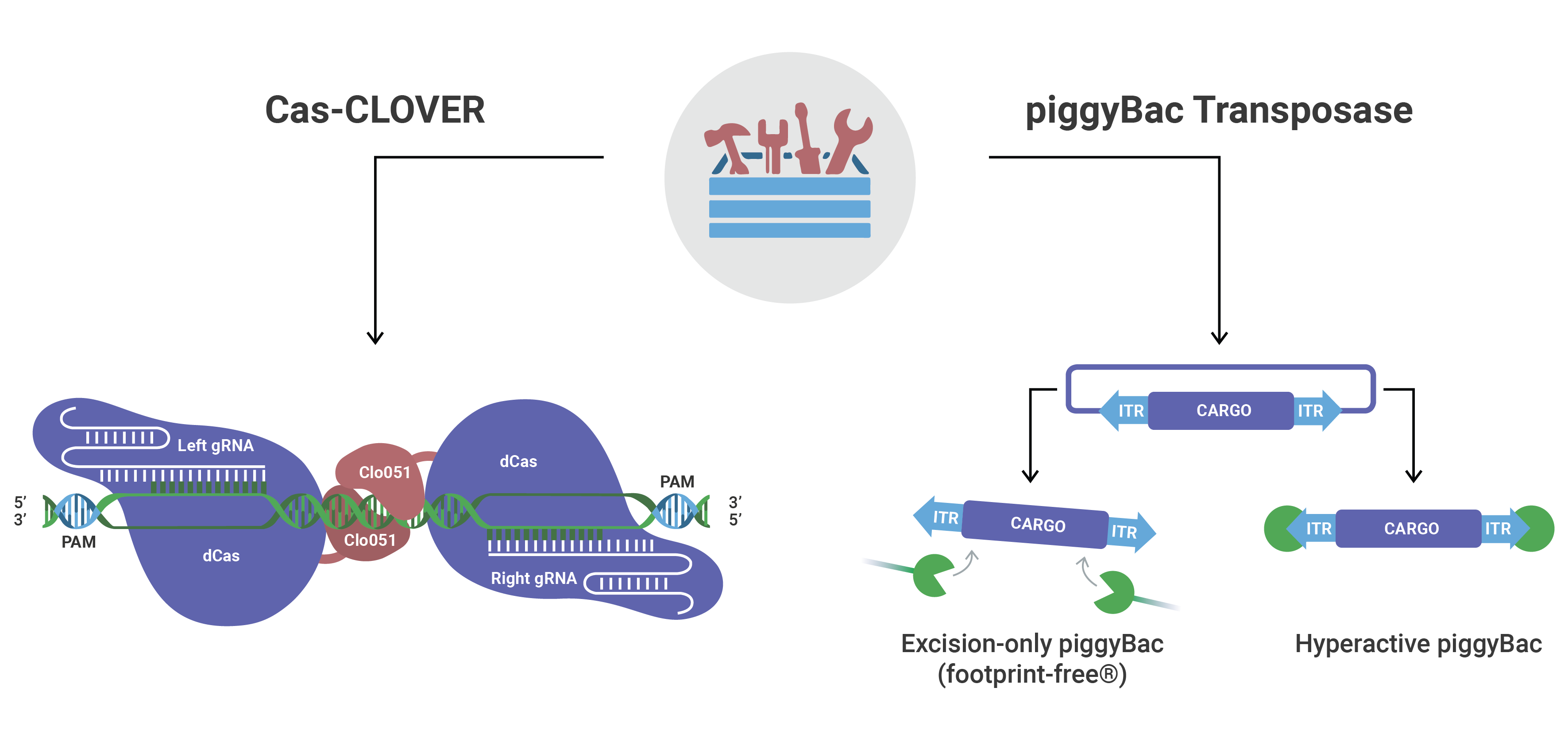 2D Cas-CLOVER-piggyBac Toolbox