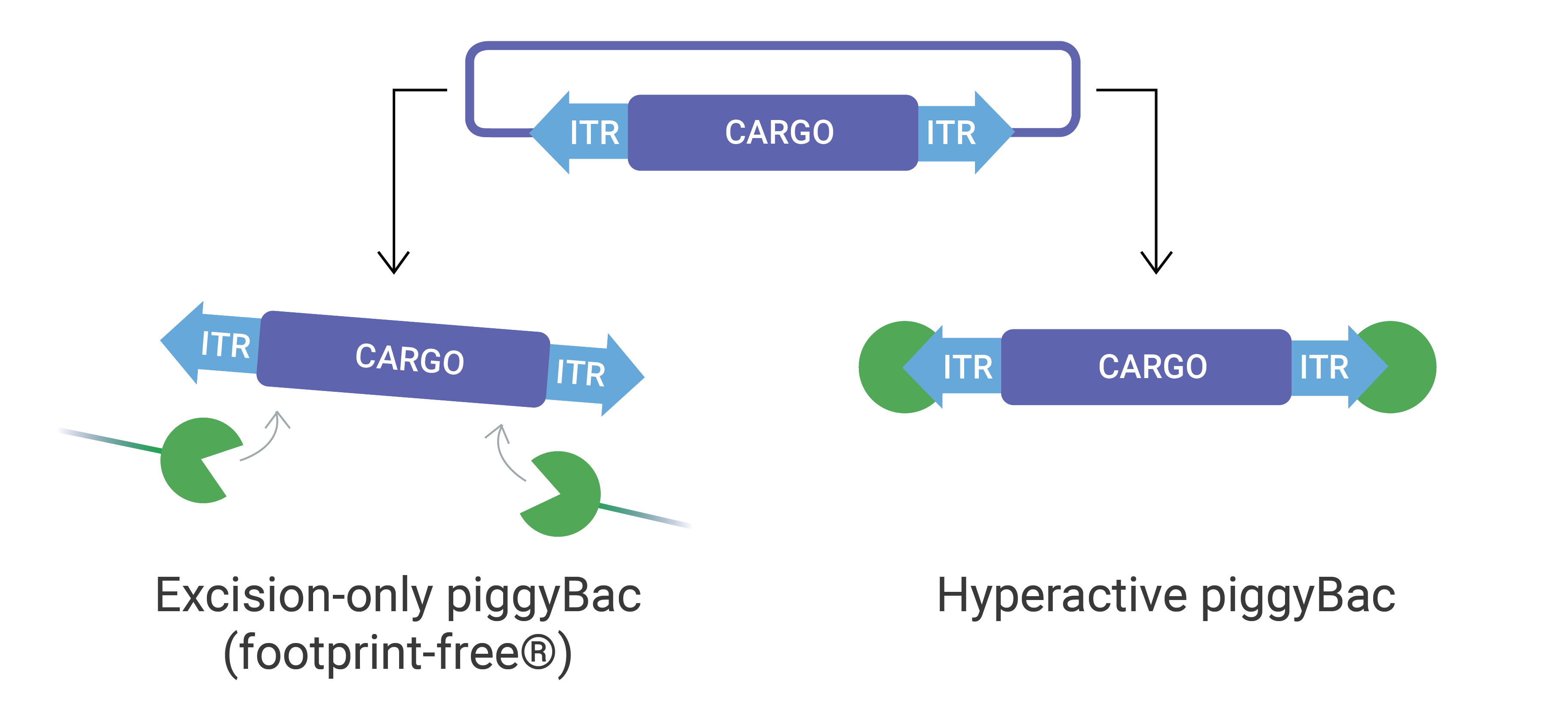 2D piggyBac with Labels