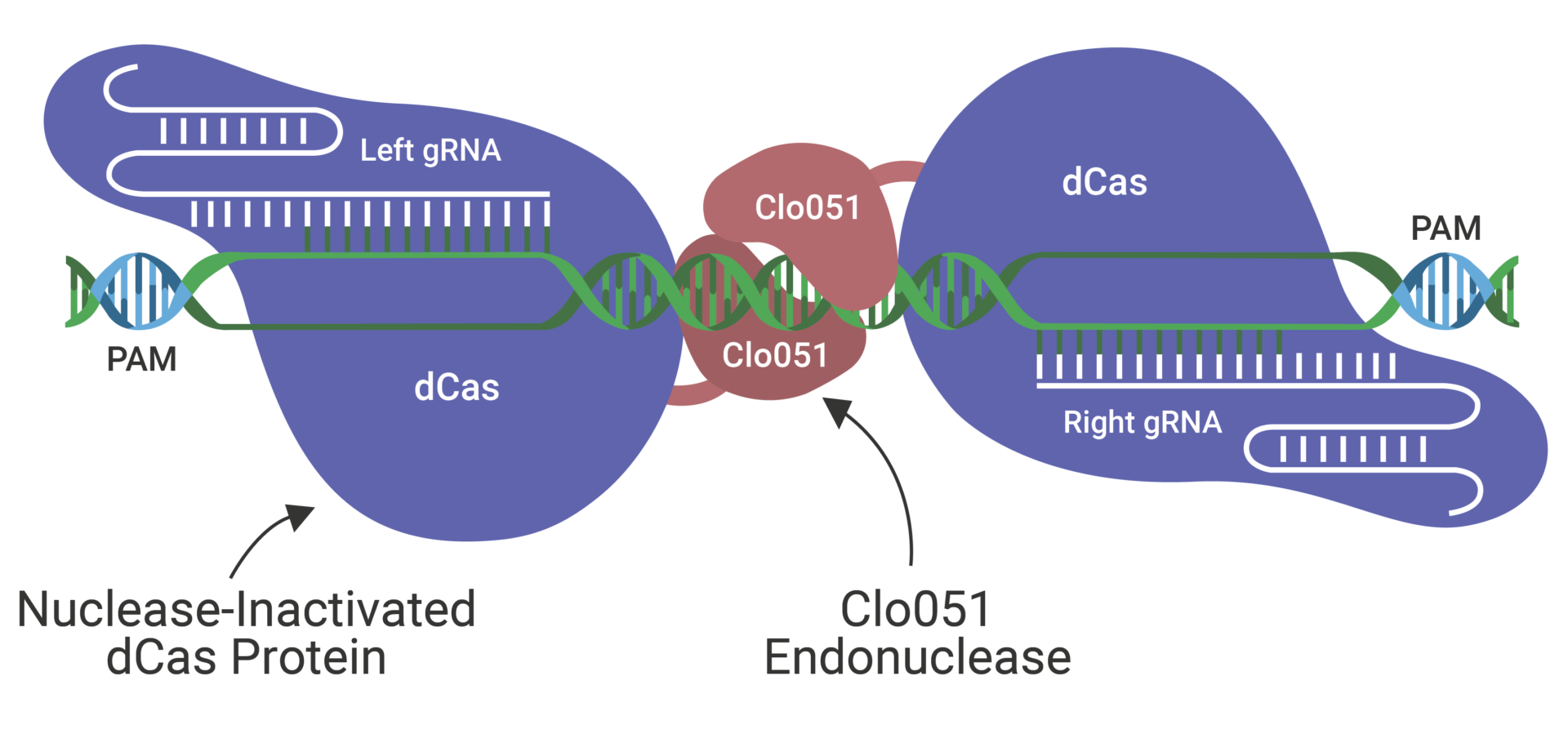 Cas-CLOVER gene editing technology