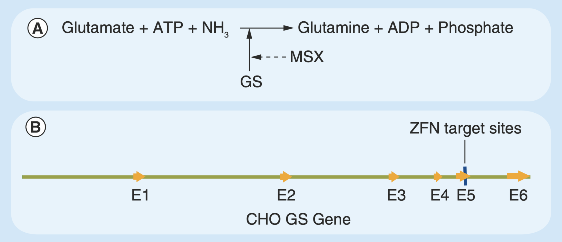 Function and gene structure of mammalian glutamine synthetase