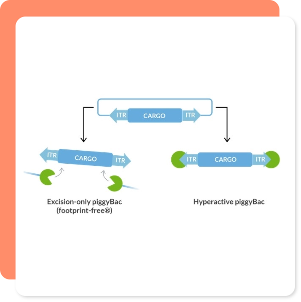 piggyBac DNA Modification System