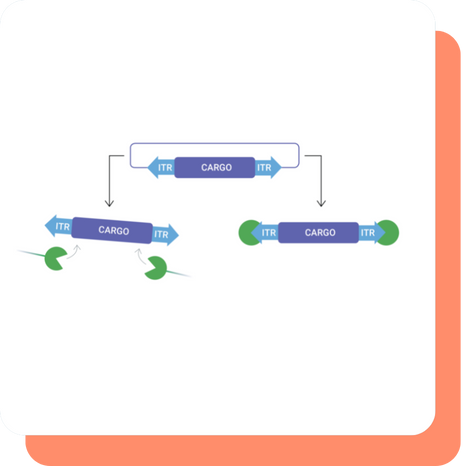 Our proprietary piggyBac transposase/transposon technology