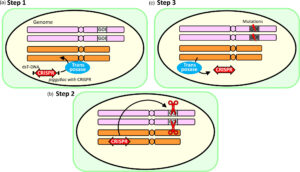 Overview of CRISPR strategy used in rice