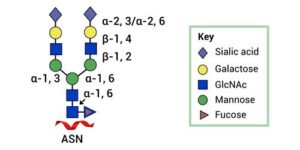 Cas-CLOVER Is A Novel High-fidelity Nuclease For Safe And Robust ...