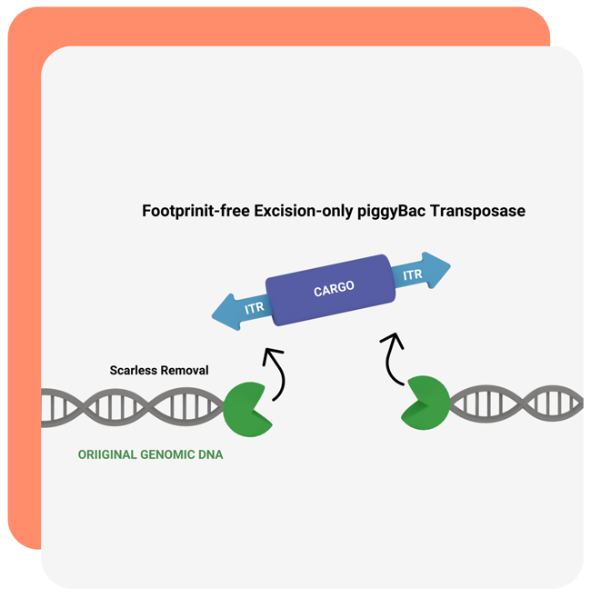 Foot-Print-Free-Gene-Editing-With-piggyBac