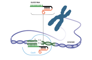 How CRISPR Works