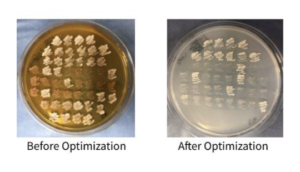 Results of cleaner gene editing with Cas-CLOVER
