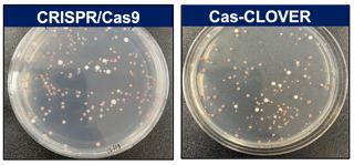Cas-CLOVER Validated In Yeast for High-Fidelity Targeting