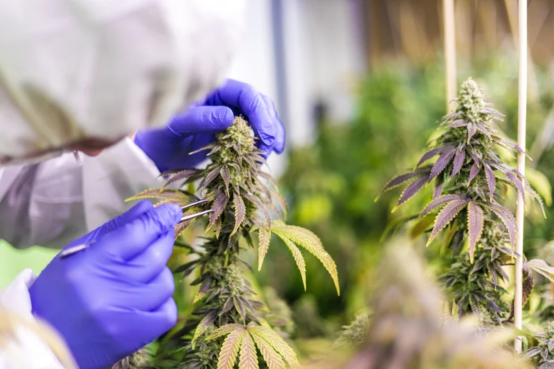 Advanced Manufacturing of Cannabinoids through Cannabis Plants