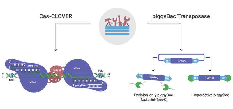 Bioengineer Advanced Compounds and Novel Cannabinoid Biosynthetic Pathways