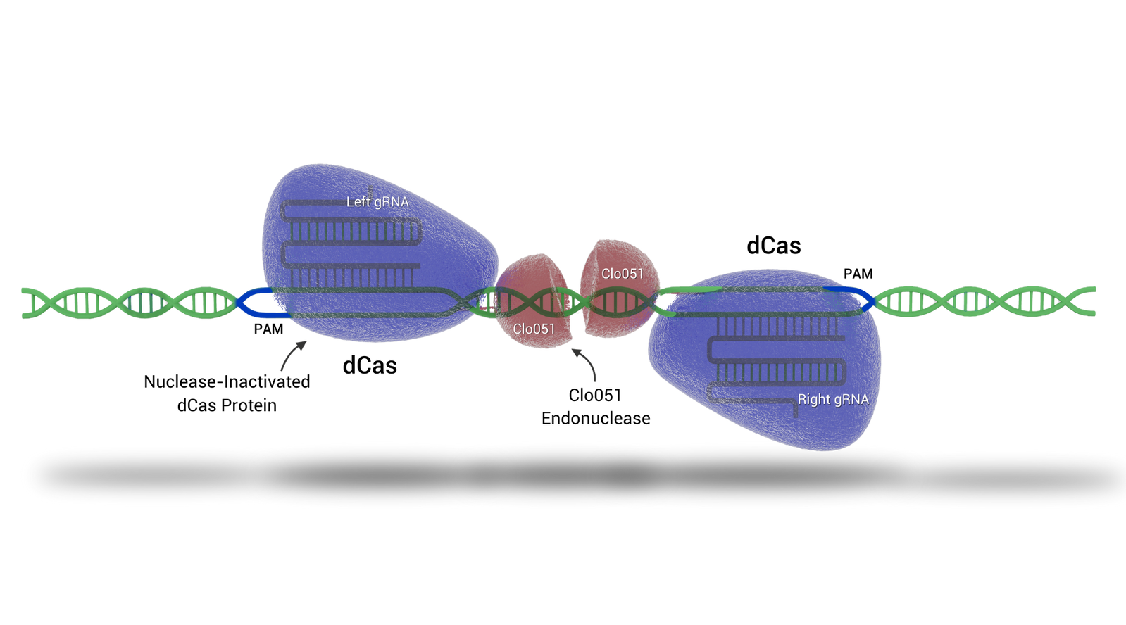 Clean Gene Editing And Licensing With Cas-CLOVER-bnr-img