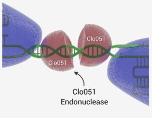 Clo051-img