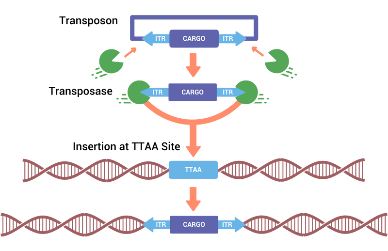 Cut-Paste-With-piggyBac-Transposase-Transposon