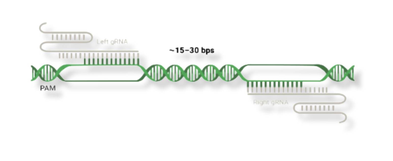 Guide RNA Bnr
