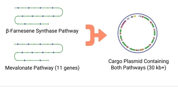 cargo-plasmid