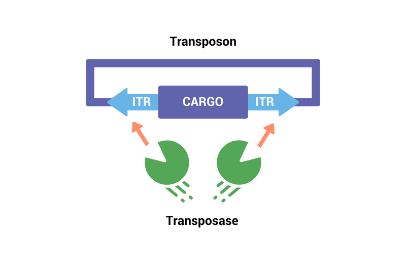 stable-gene-expression-bnr-img