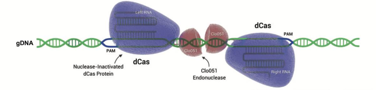 A diagram showing the positioning of Clo051 endonuclease in a wider gDNA strand