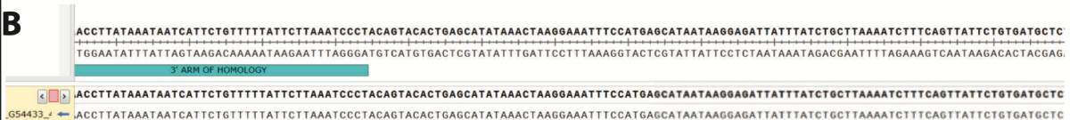 A DNA sequence where PCR products were isolated and verified for target integration