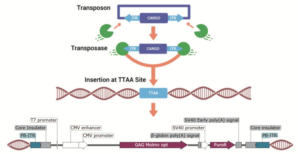 A schematic of the piggyBac® transposase mechanism