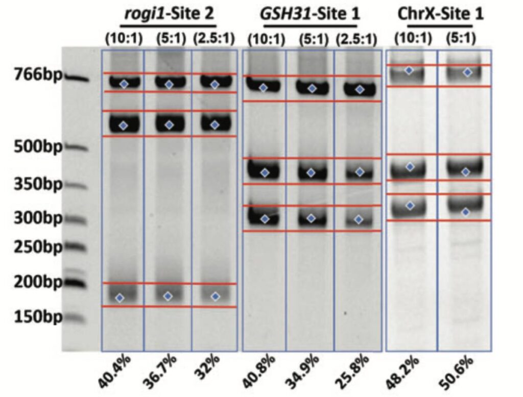 A study showing >40% cutting efficiencies at three different sites in HEK293SF cells by NEON electroporation