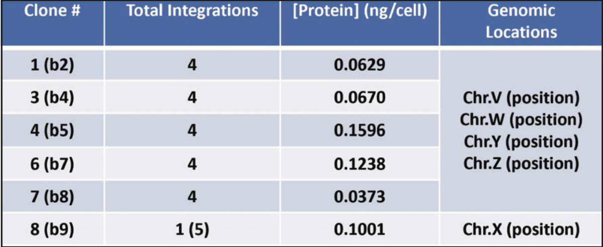 A table representing each clones’ respective MLV-GAG expression profile and the corresponding genomic integration sites