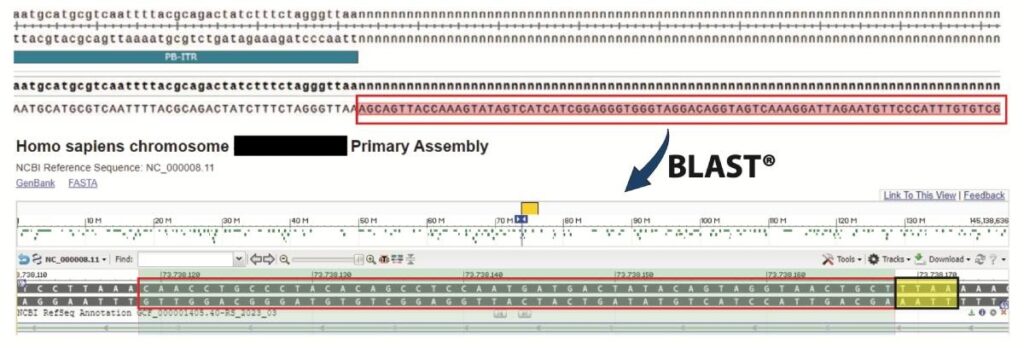 An NCBI Reference Sequence of the intragenic integration into STAU2 of Homo sapiens Chromosome X