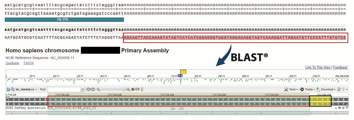 An NCBI Reference Sequence of the intragenic integration into STAU2 of Homo sapiens Chromosome X