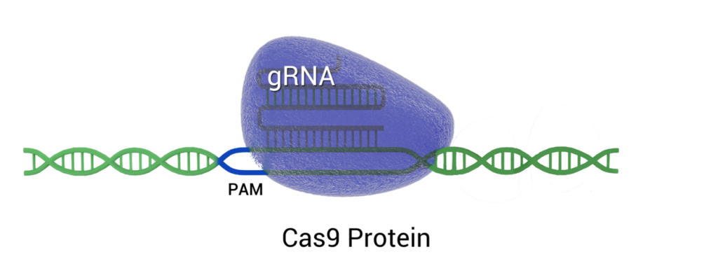 CRISPR Cas9 monomer