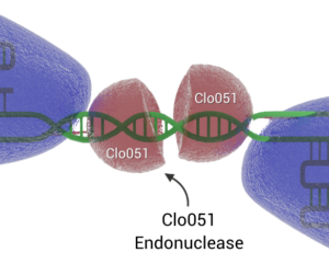 Cas-CLOVER 3D (Labels) close up