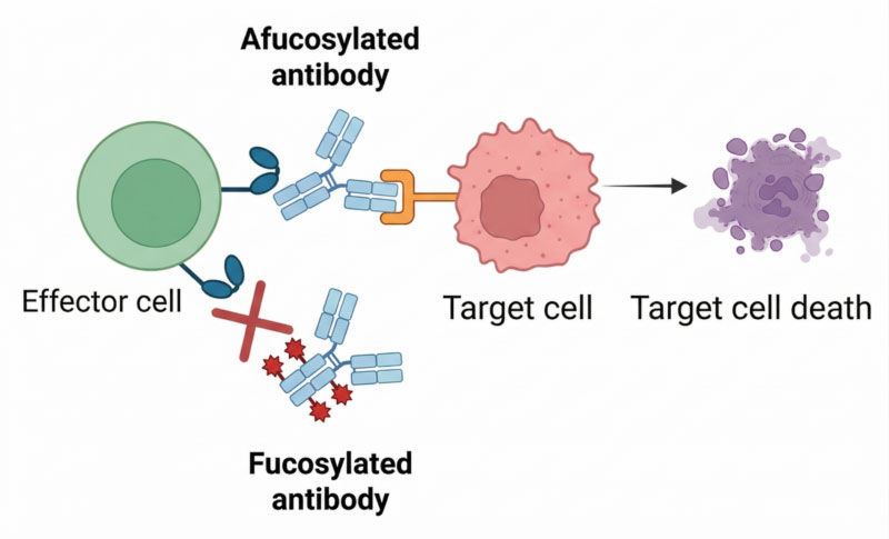 Molecule classes and applications that can benefit from CleanCut GS ADCC+